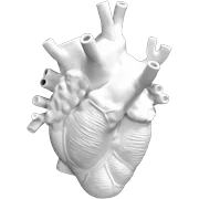 Anatomical heart